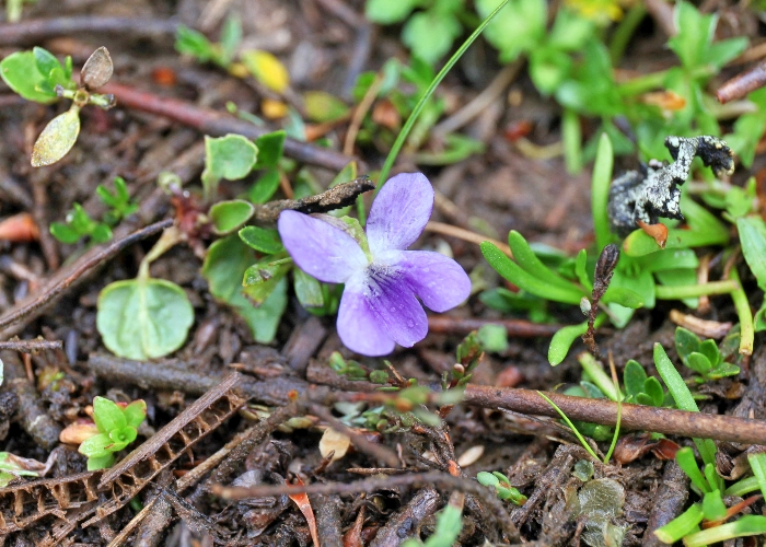 Australian Plants Violaceae